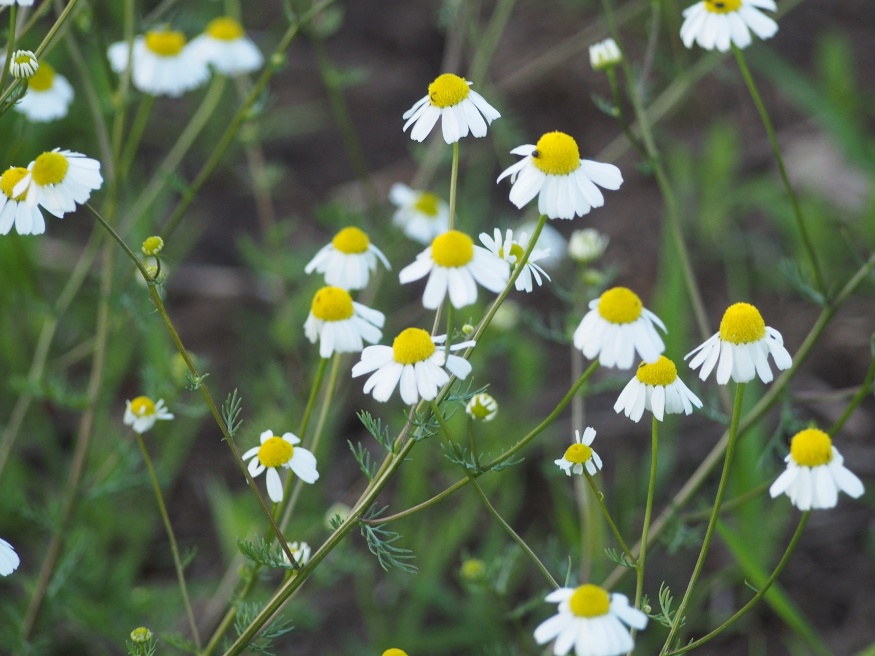 chamomile