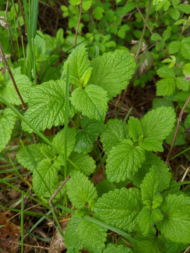 lemon balm