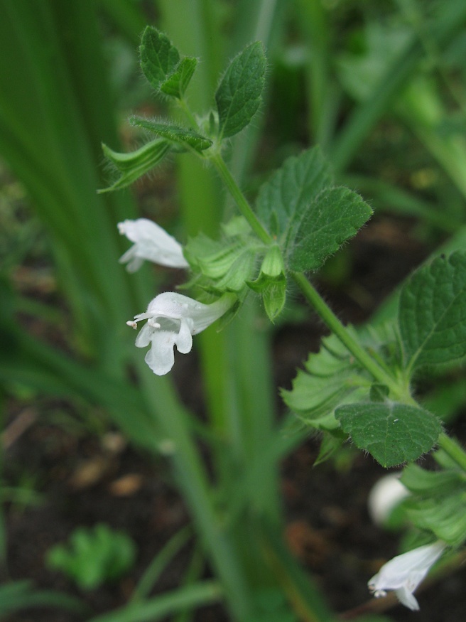 lemon balm flowers