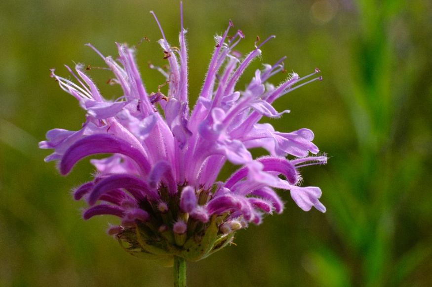 bee balm