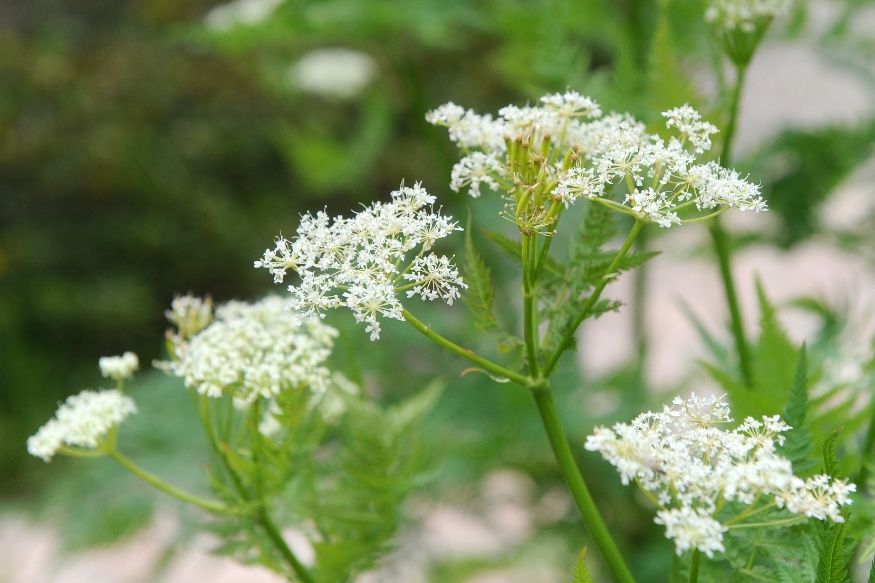 sweet cicely
