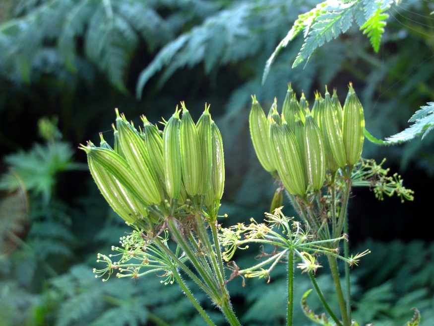 sweet cicely
