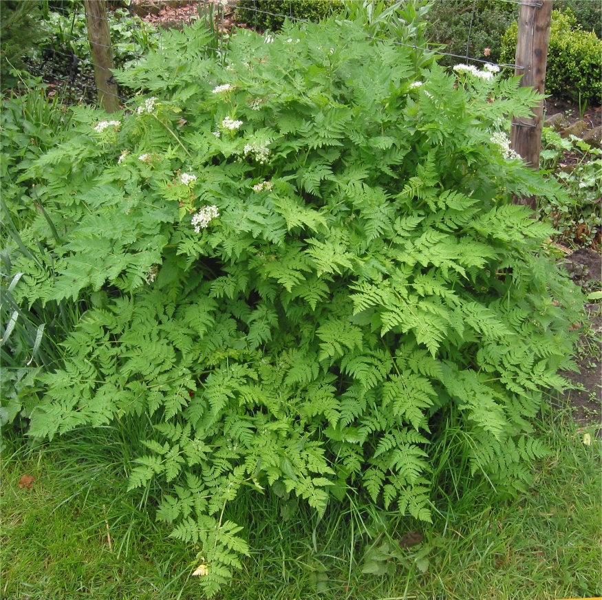 sweet cicely