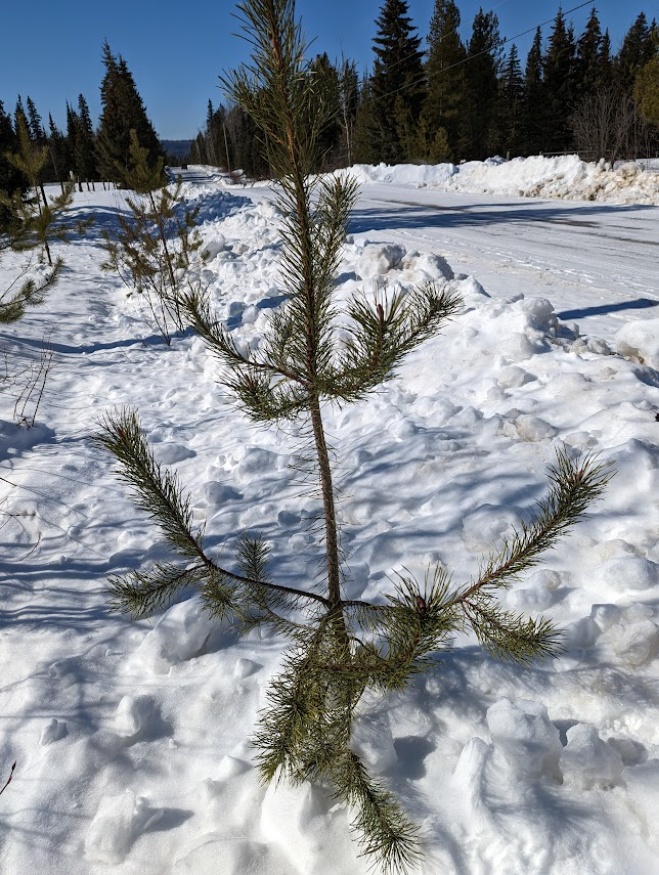 lodgepole pine young