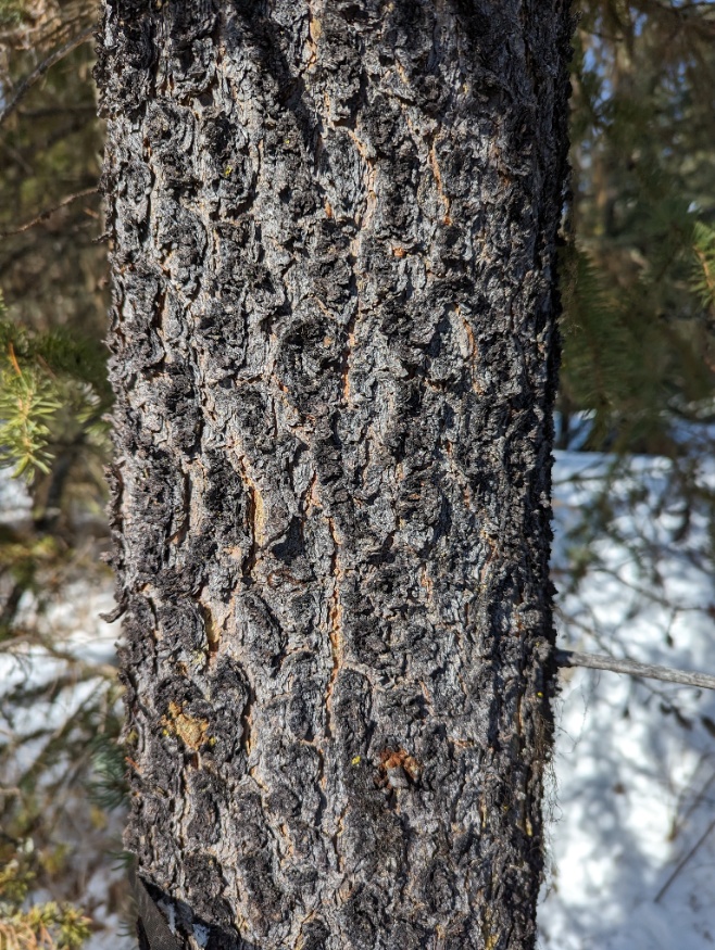 lodgepole pine bark