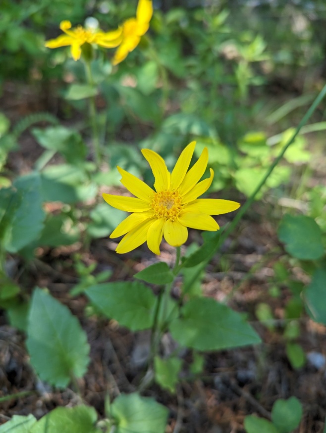 heartleaf arnica flowers