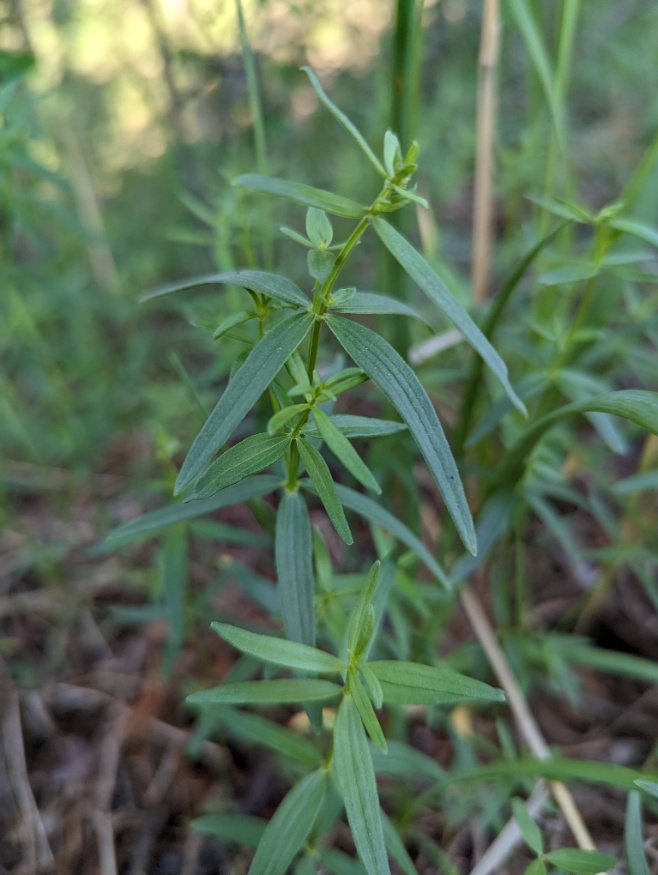 Northern bedstraw leaves