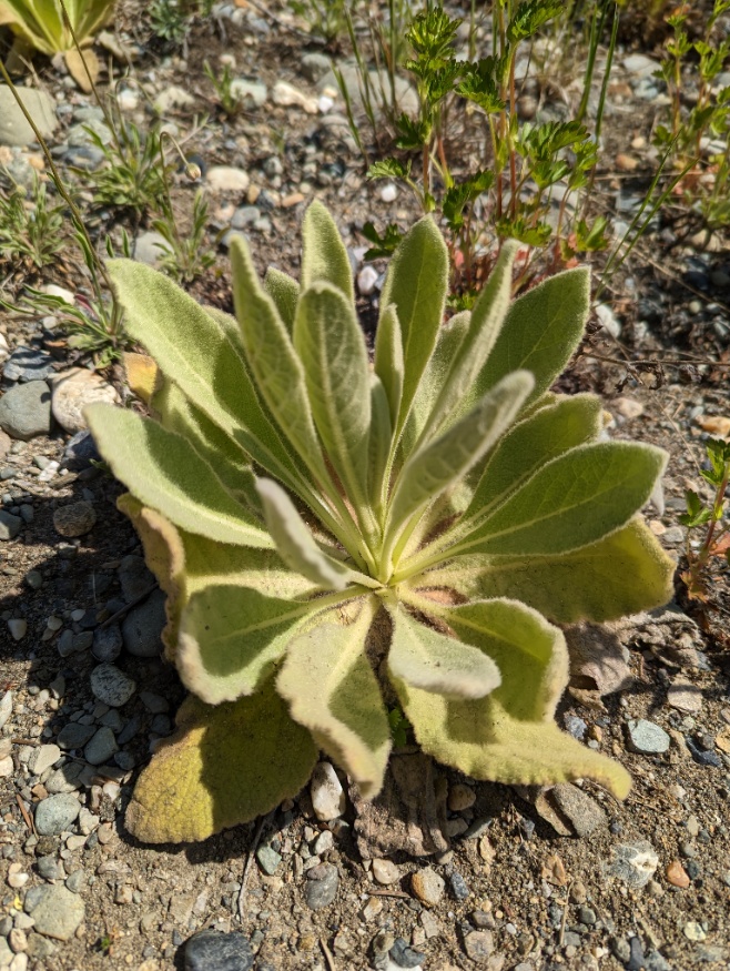 mullein