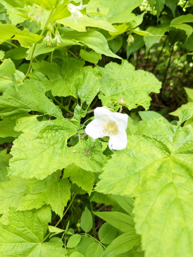 Thimbleberry Flowers