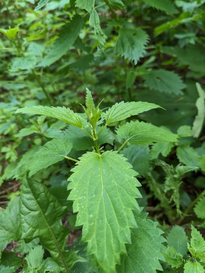 American stinging nettle