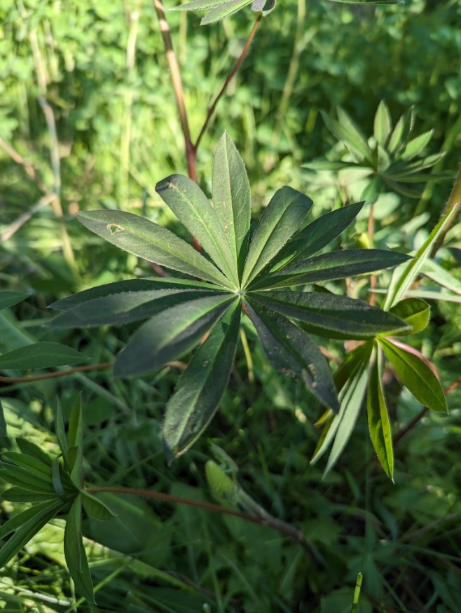 Large-leaved lupine leaves