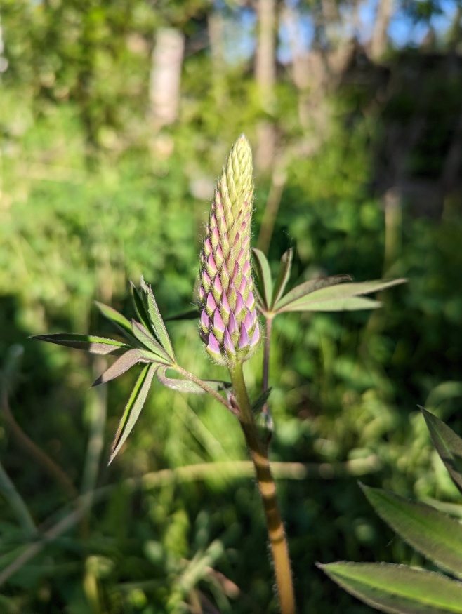 Large-leaved lupine flowers