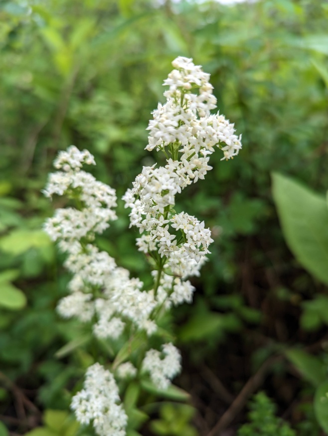 Northern bedstraw