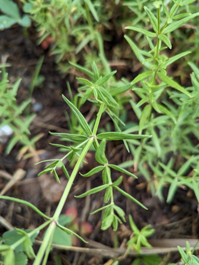 Northern bedstraw leaves