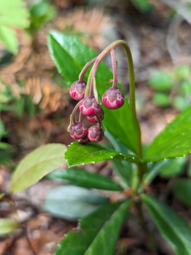 Pipsissewa