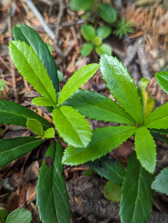 Pipsissewa