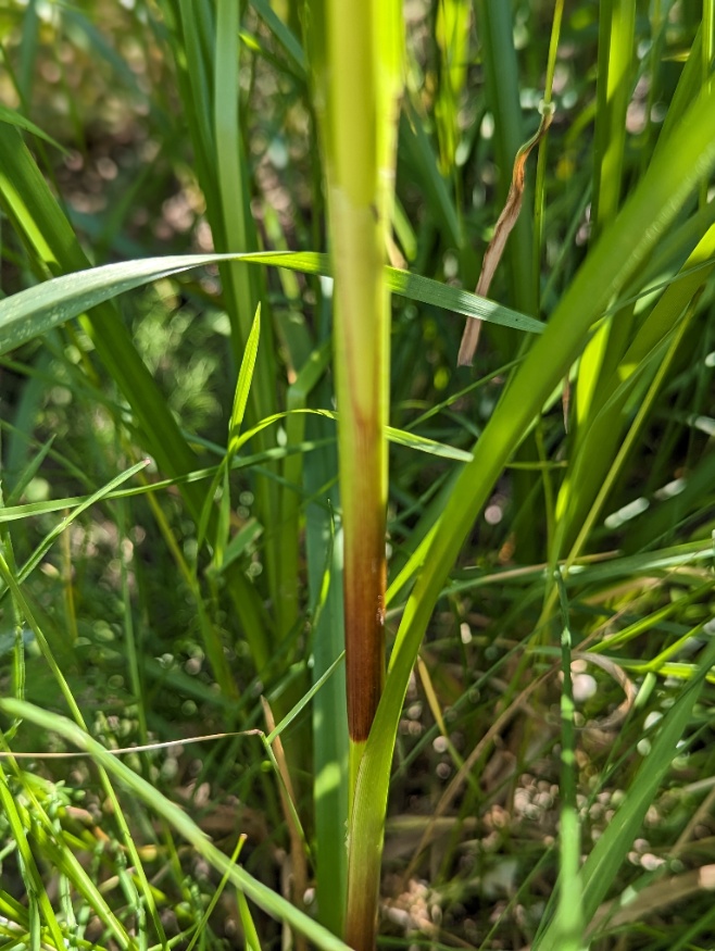 panicled bulrush