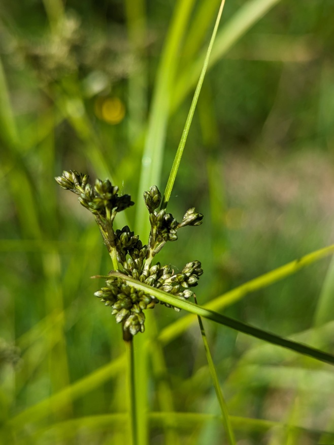 panicled bulrush