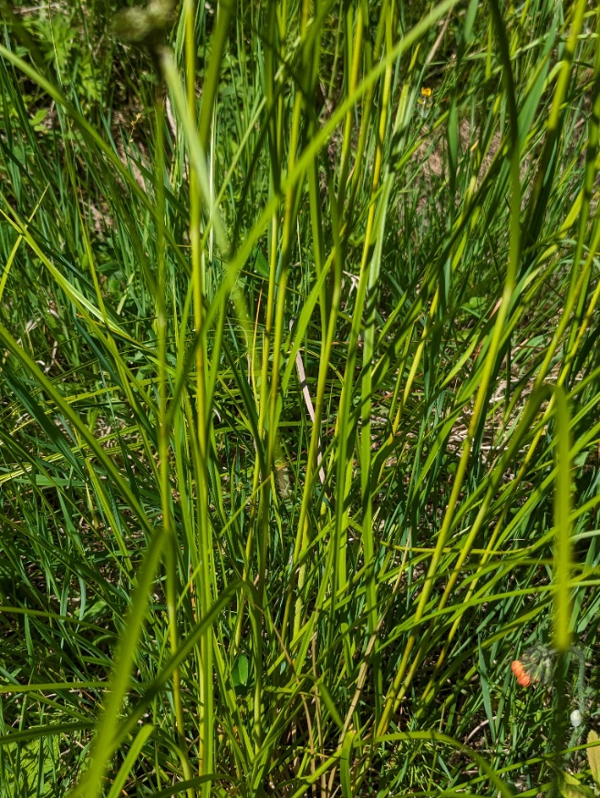 panicled bulrush