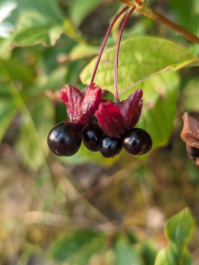 Twinberry fruit