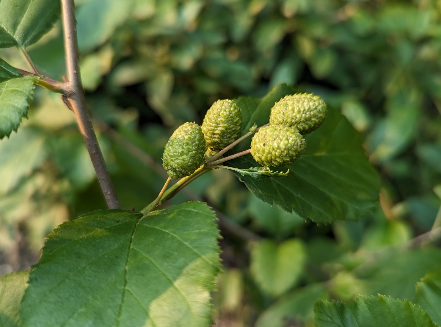 alder unripe cones
