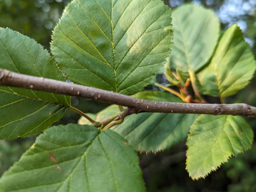 alder leaves