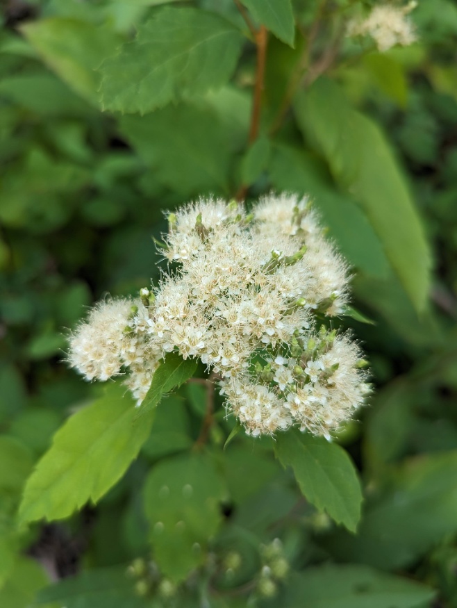 Birch leaf spirea