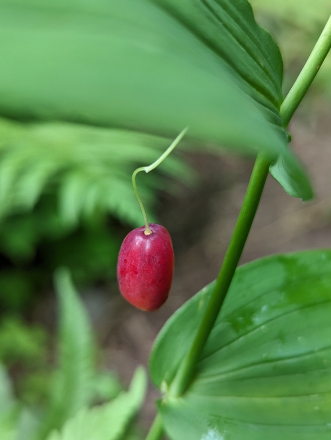 Clasping Twisted Stalk fruit