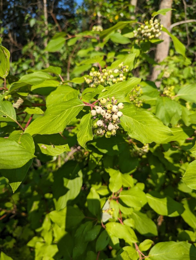 red osier dogwood fruit