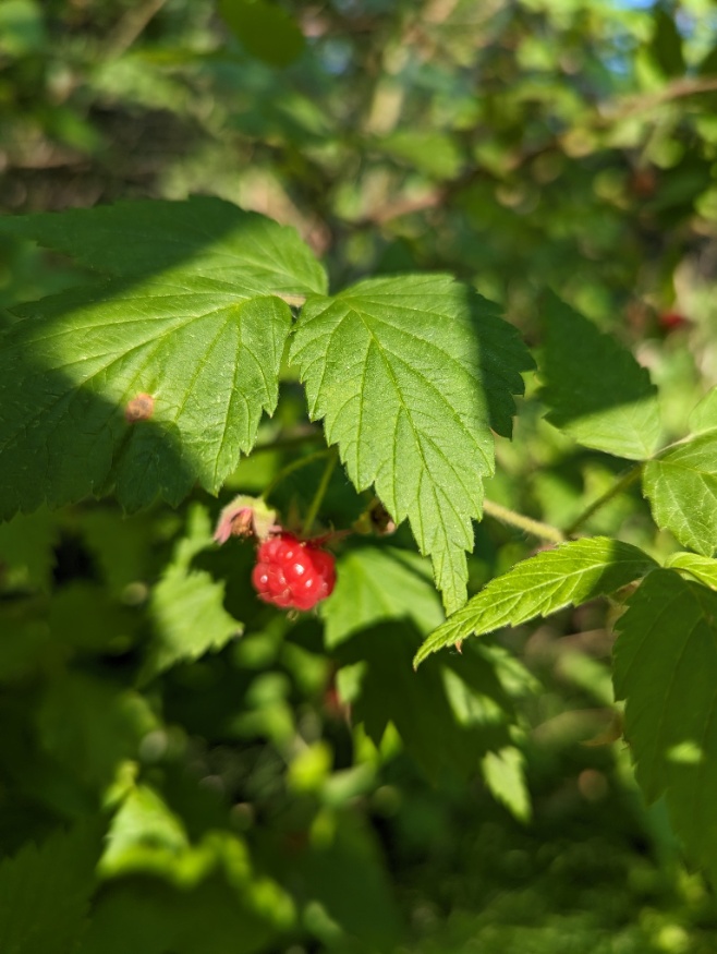 American Red Raspberry