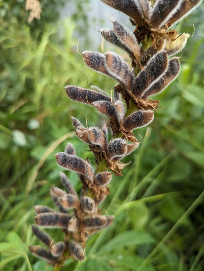 Large-leaved lupine seed pods