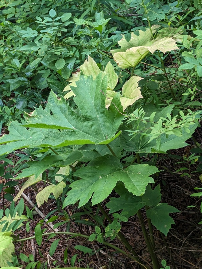 Cow Parsnip