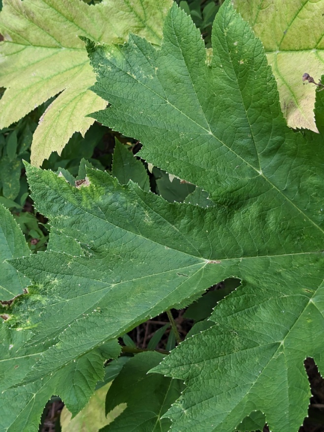 Cow Parsnip Leaf