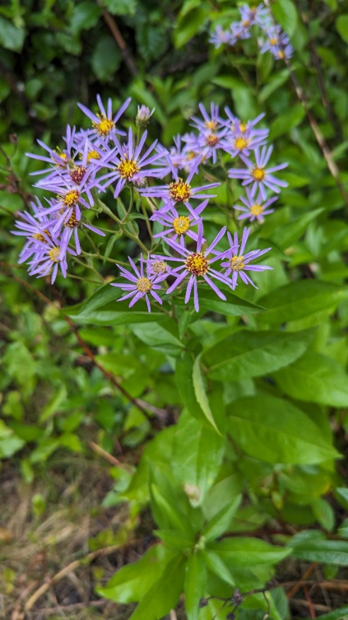 showy aster flowers