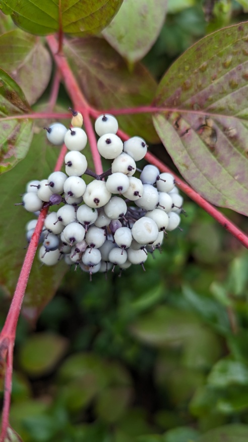 red osier dogwood fruit