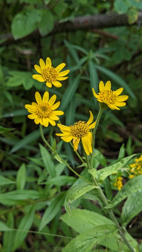chamisso arnica