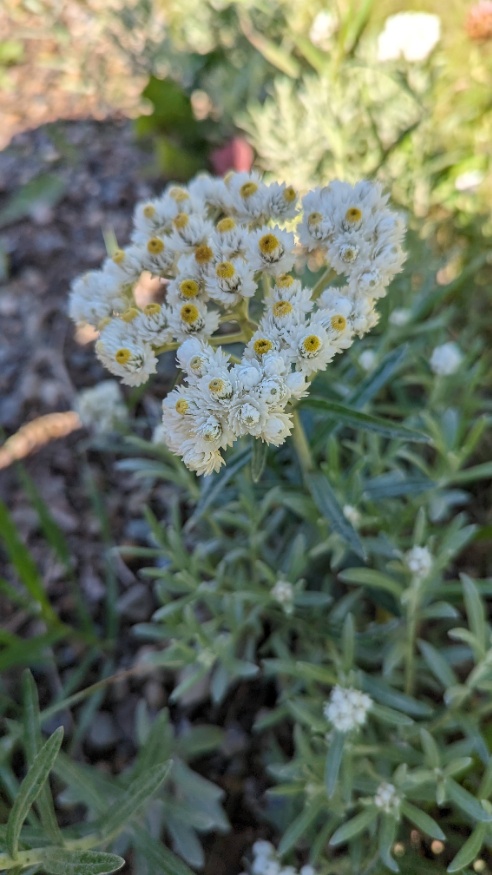 pearly everlasting flowers