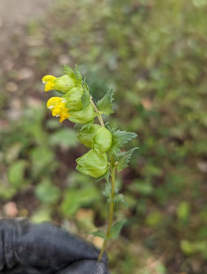yellow rattle flowers
