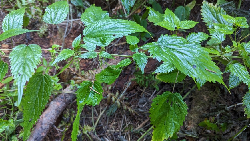 American Stinging Nettle in forest