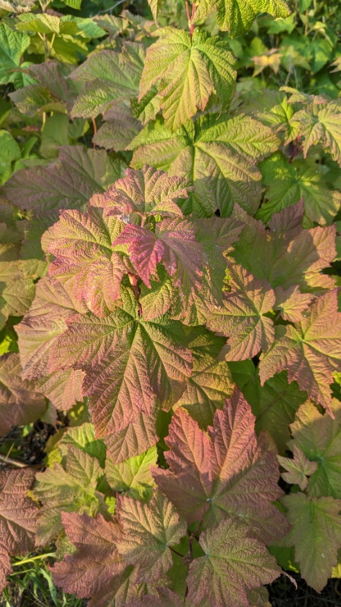 Thimbleberry Fall Colour