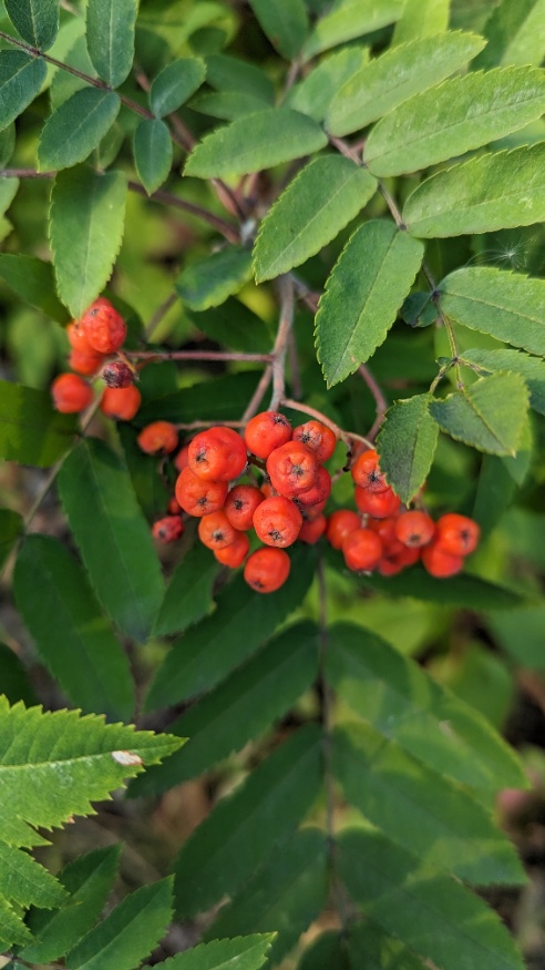 Cascade mountain ash berries