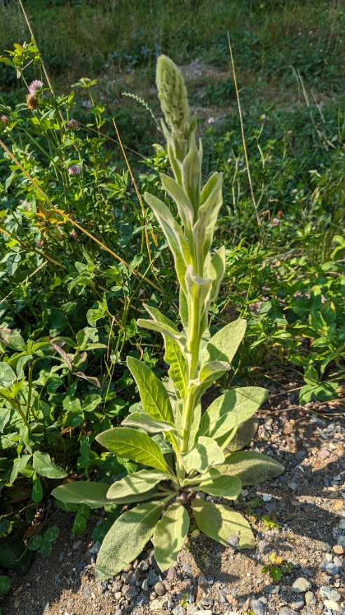 mullein
