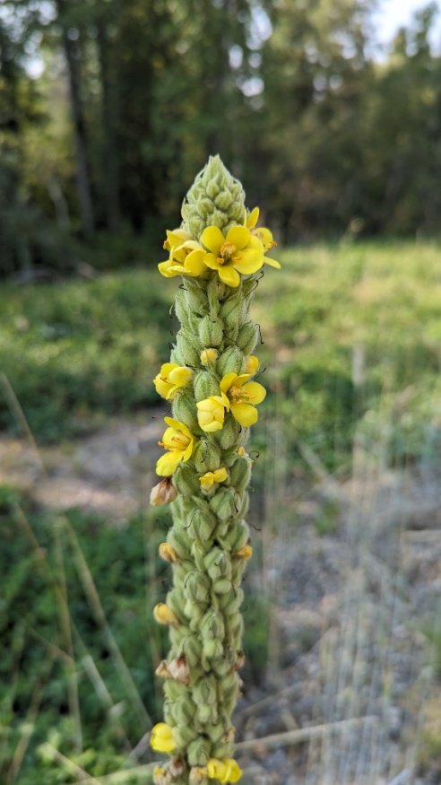 mullein