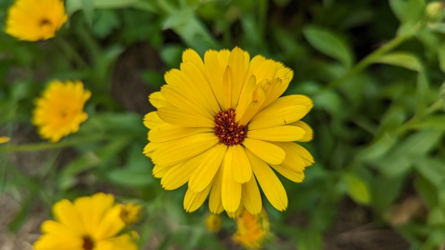 calendula