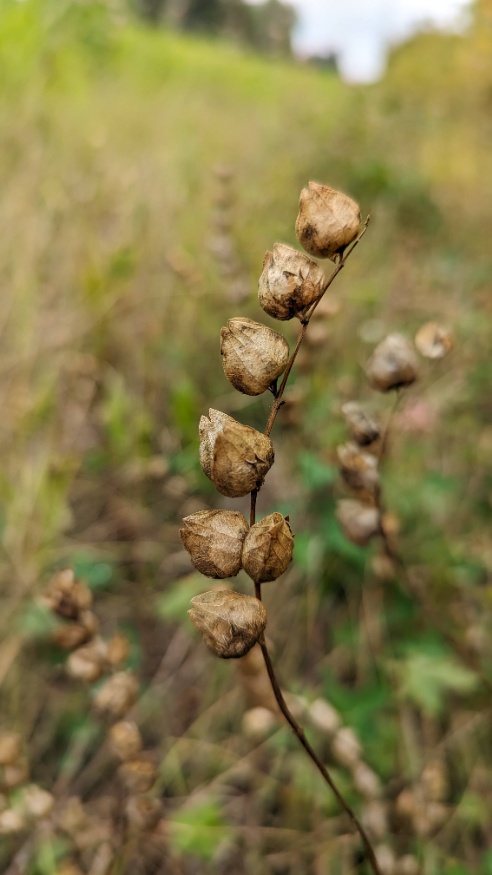 yellow rattle seed pods