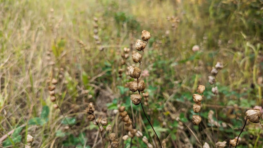 yellow rattle seed pods