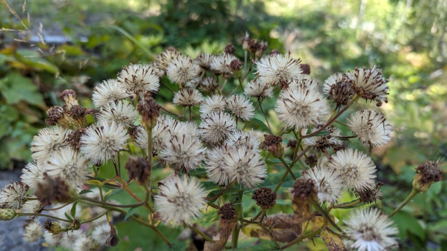 showy aster seeds