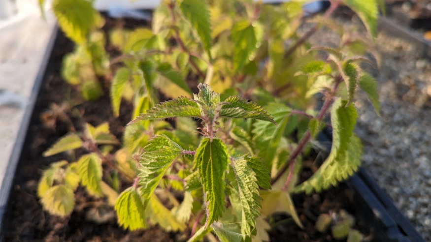 stinging nettle