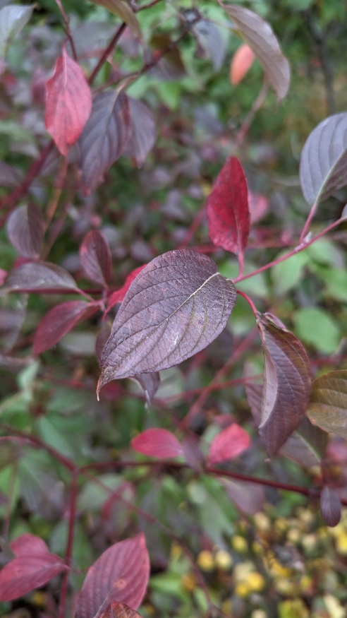 red osier dogwood fall leaves