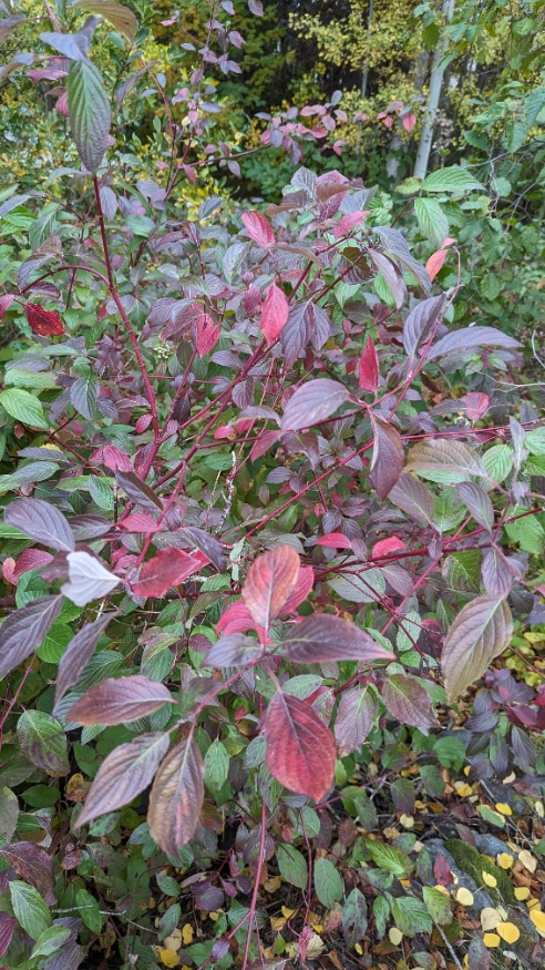 red osier dogwood fall leaves